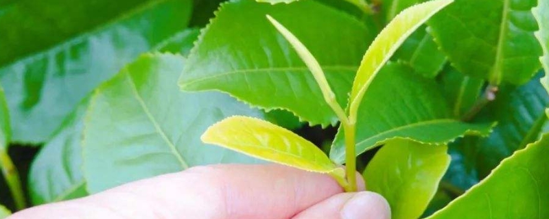 什么茶叶泡凉茶好喝