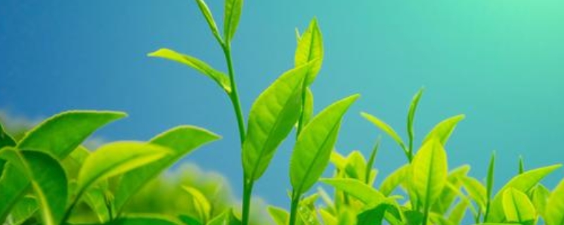 茶叶为什么有霉味