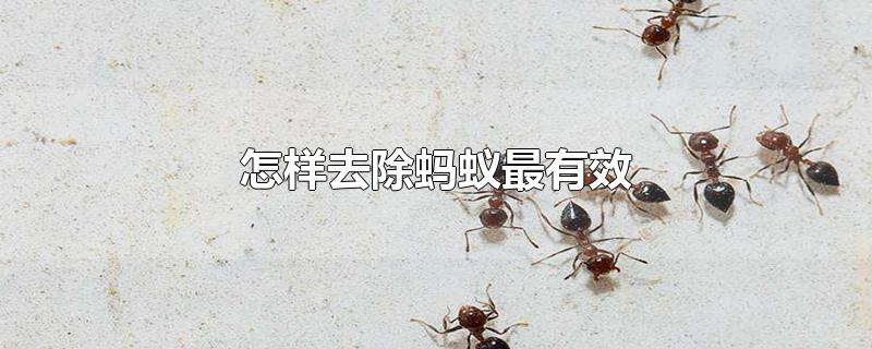 怎样去除蚂蚁最有效