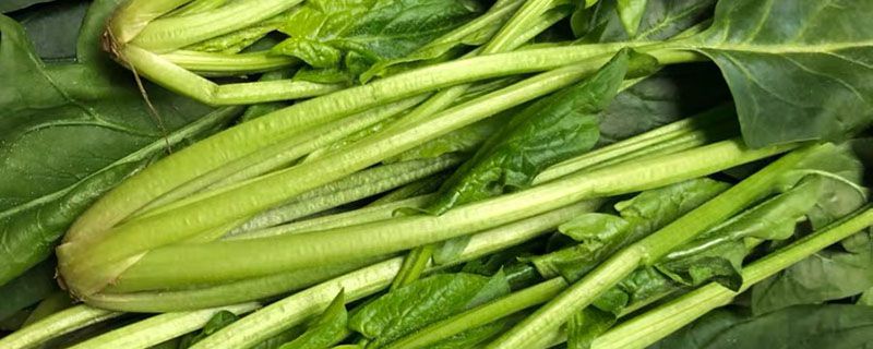 菠菜根要不要剪掉