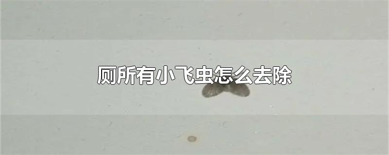 厕所有小飞虫怎么去除