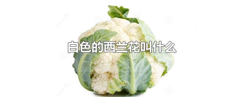 白色的西兰花叫什么