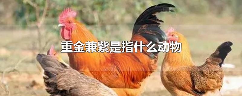 重金兼紫是指什么动物