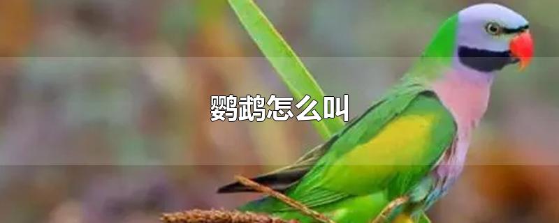 鹦鹉怎么叫