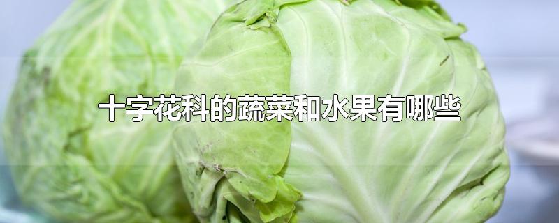 十字花科的蔬菜和水果有哪些
