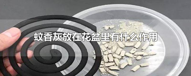 蚊香灰放在花盆里有什么作用