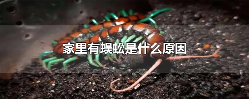 家里有蜈蚣是什么原因
