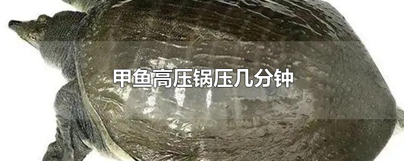 甲鱼高压锅压几分钟
