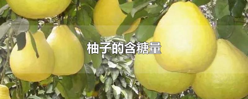 柚子的含糖量