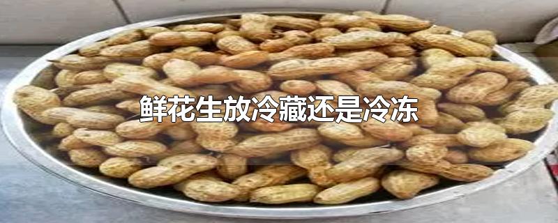 鲜花生放冷藏还是冷冻