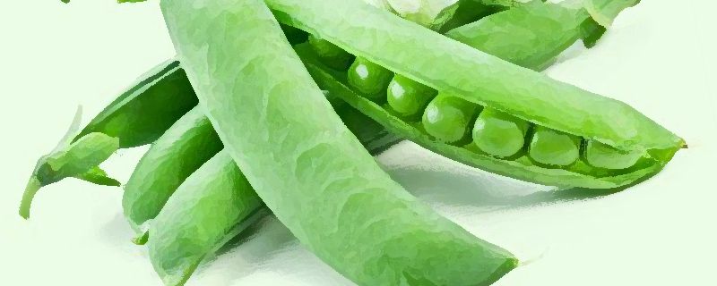 甜豆和豌豆的区别