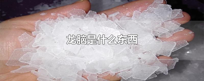 龙脑是什么东西