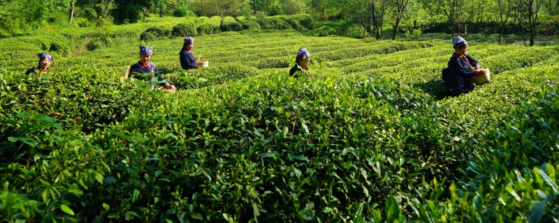 茶在什么自然条件下种植