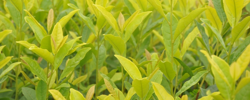 黄金叶茶叶属于什么茶系