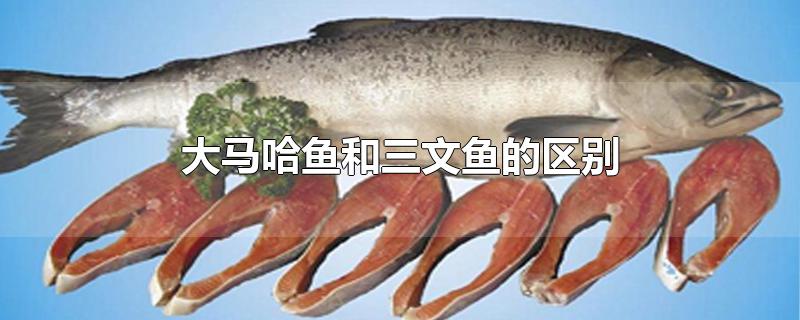 大马哈鱼和三文鱼的区别