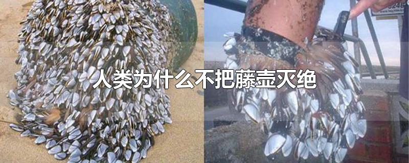 人类为什么不把藤壶灭绝