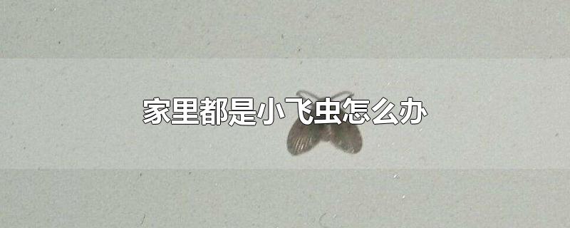 家里都是小飞虫怎么办