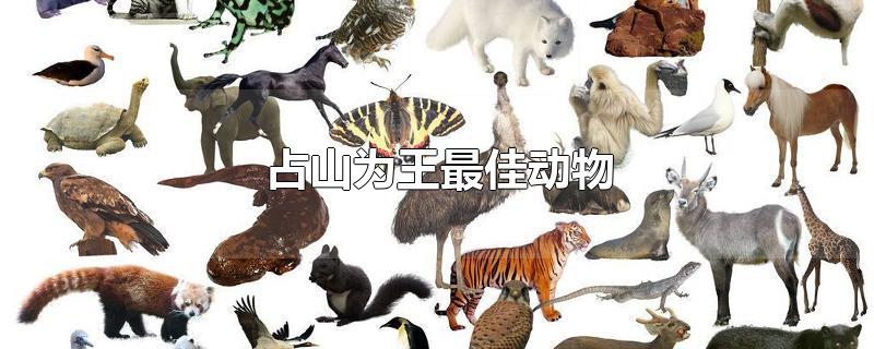 占山为王最佳动物