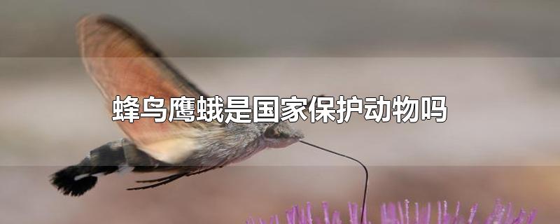 蜂鸟鹰蛾是国家保护动物吗