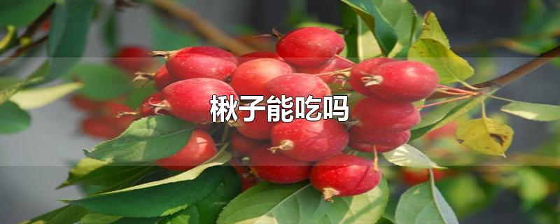 楸子能吃吗
