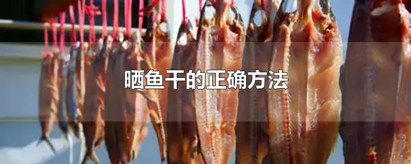 晒鱼干的正确方法