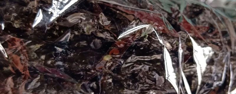 海苔紫菜是一个东西吗