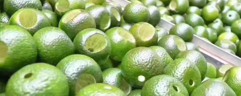 广西什么时候种植新会茶枝柑