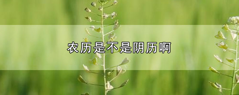 农历是不是阴历啊