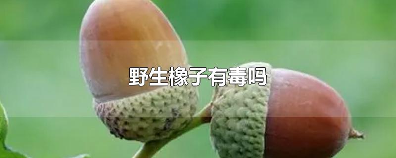 野生橡子有毒吗