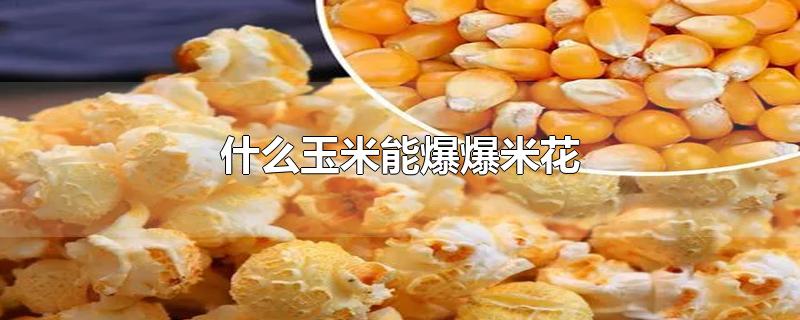 什么玉米能爆爆米花