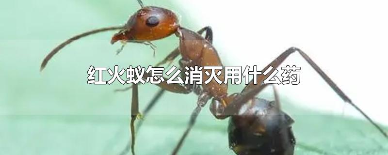 红火蚁怎么消灭用什么药
