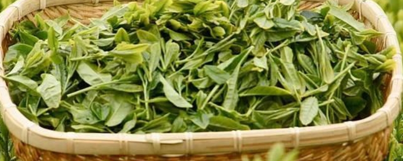 茶叶为什么分清明前清明后