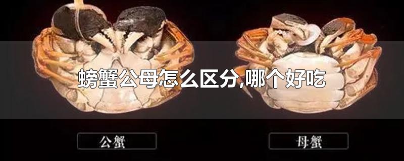 螃蟹公母怎么区分,哪个好吃