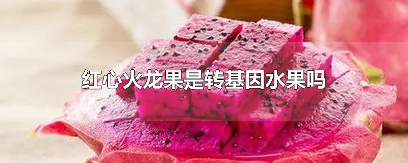红心火龙果是转基因水果吗