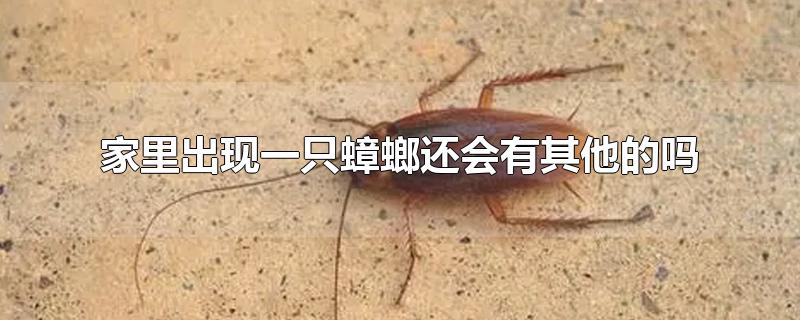 家里出现一只蟑螂还会有其他的吗