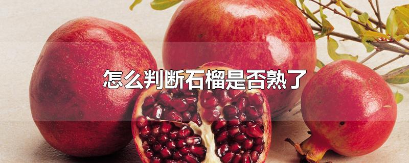 怎么判断石榴是否熟了