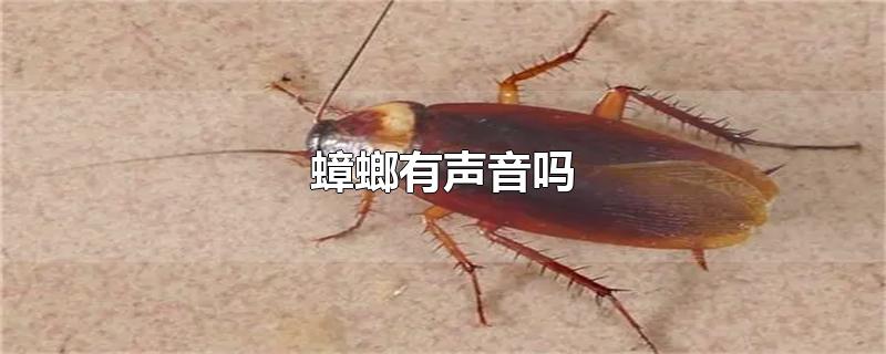 蟑螂有声音吗