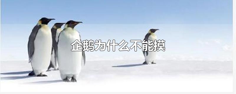 企鹅为什么不能摸