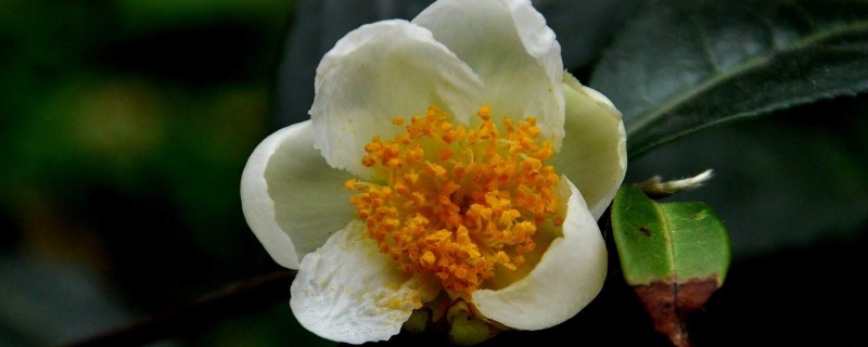 茶叶花又叫什么