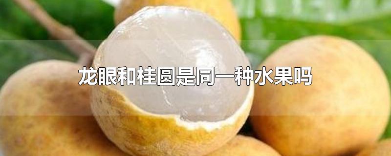 龙眼和桂圆是同一种水果吗