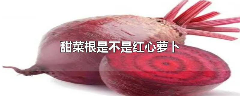 甜菜根是不是红心萝卜