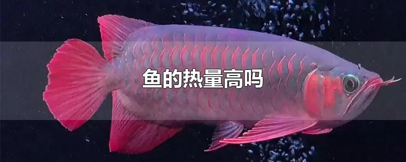 鱼的热量高吗