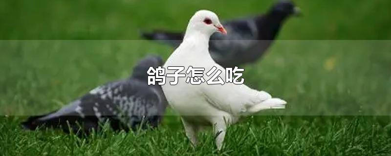 鸽子怎么吃
