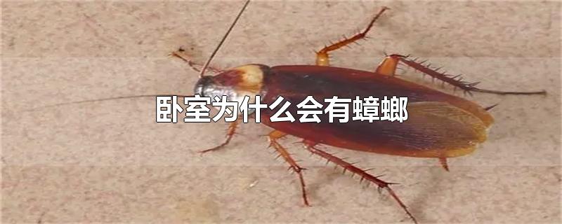 卧室为什么会有蟑螂