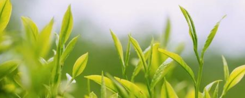 雨前雨后茶叶有什么区别