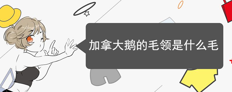 加拿大鹅的毛领是什么毛