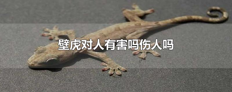 壁虎对人有害吗伤人吗