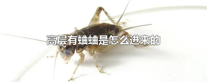 高层有蛐蛐是怎么进来的