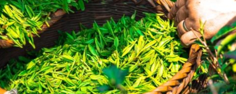 泰山茶叶是什么