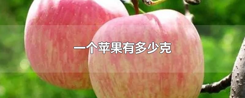 一个苹果有多少克